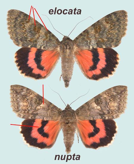 mâles Catocala sp.- En haut, C. elocata, Porto-Vecchio (Corse-Sud), 15-VII-2002 ; en bas, C. nupta, Viroflay (Yvelines), 2.VIII.1979.